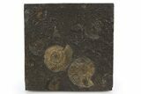 Fossil Ammonite (Dactylioceras) Cluster - Posidonia Shale, Germany #305718-1